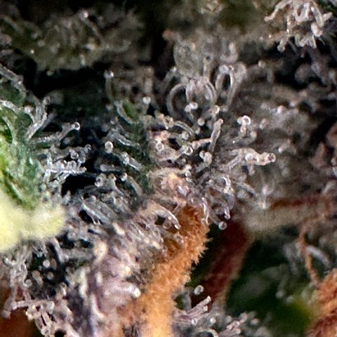 Lady growlog timeline photo