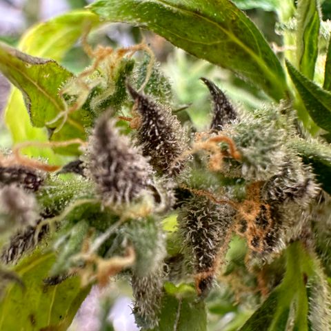 Lady growlog timeline photo