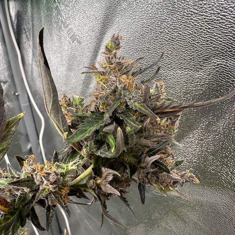 Lady growlog timeline photo