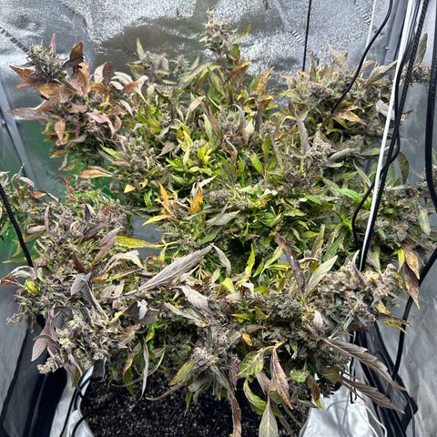 Lady growlog timeline photo
