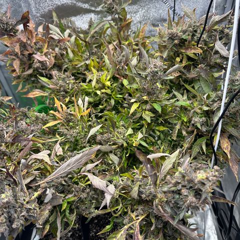 Lady growlog timeline photo