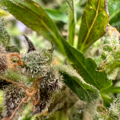 Lady growlog timeline photo