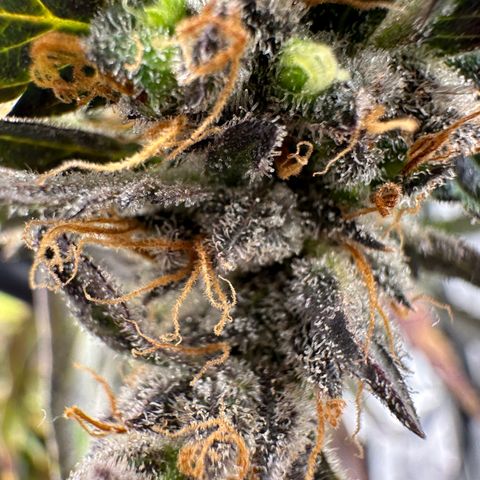 Lady growlog timeline photo