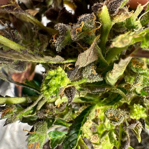 Lady growlog timeline photo
