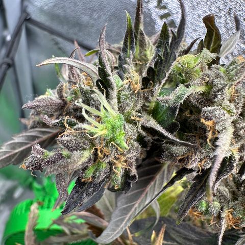 Lady growlog timeline photo