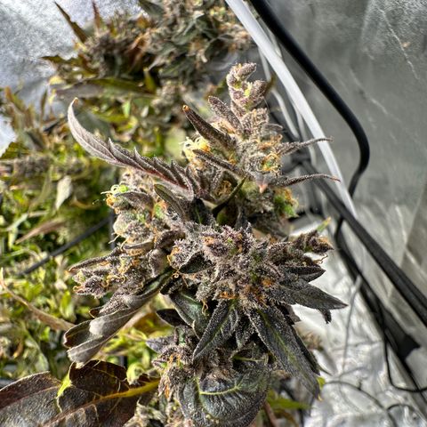Lady growlog timeline photo