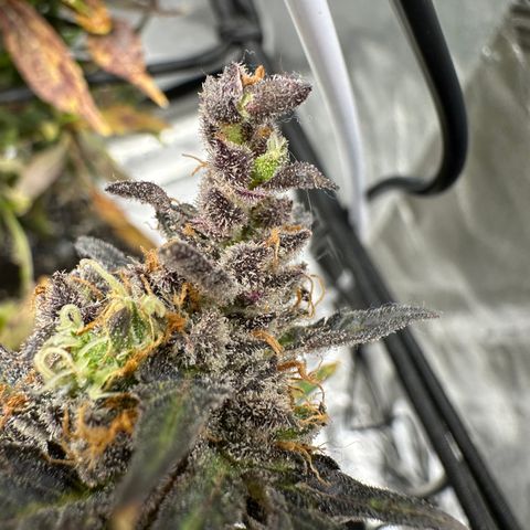 Lady growlog timeline photo