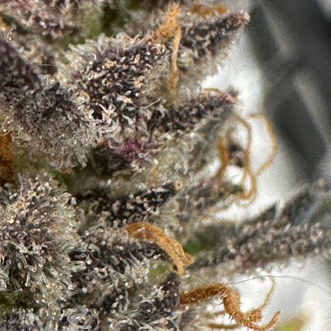 Lady growlog timeline photo