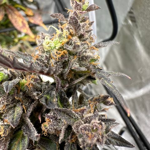 Lady growlog timeline photo
