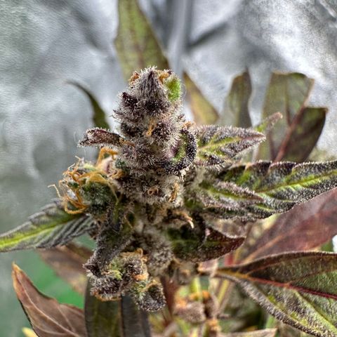Lady growlog timeline photo