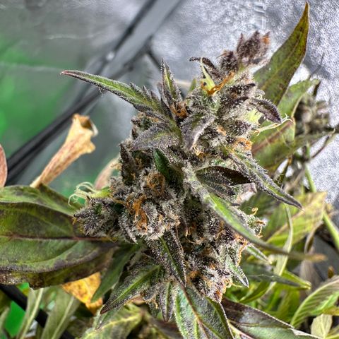 Lady growlog timeline photo