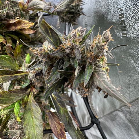 Lady growlog timeline photo