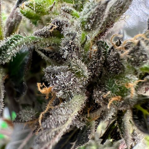Lady growlog timeline photo