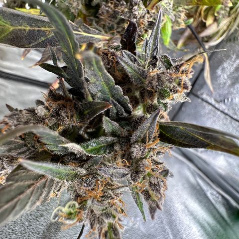 Lady growlog timeline photo