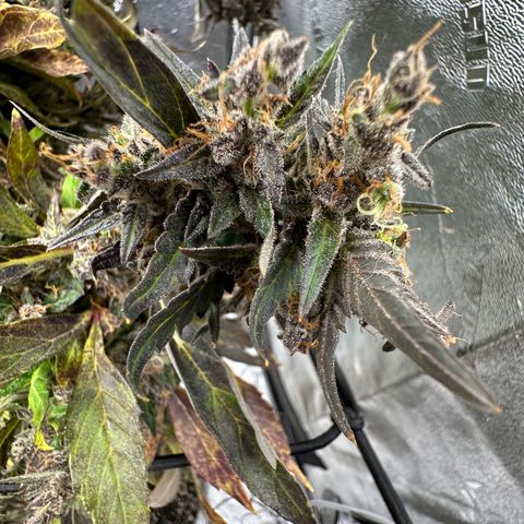 Lady growlog timeline photo