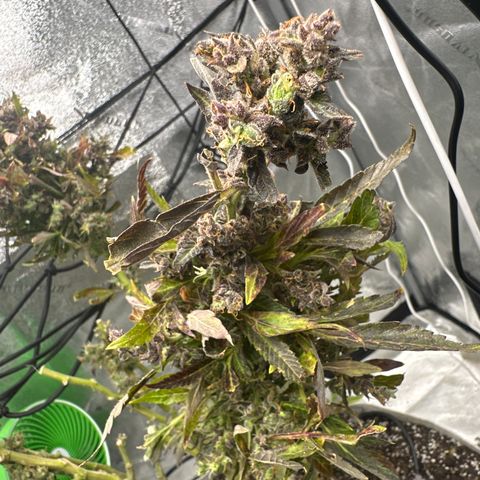 Lady growlog timeline photo