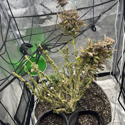 Lady growlog timeline photo