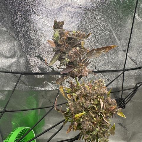 Lady growlog timeline photo