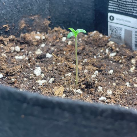 Bella growlog timeline photo