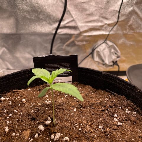 Bella growlog timeline photo