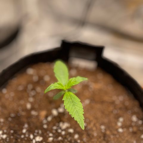 Bella growlog timeline photo