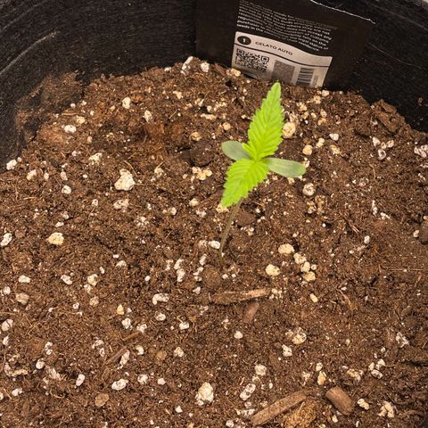 Bella growlog timeline photo