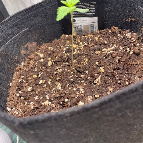 Bella growlog timeline photo
