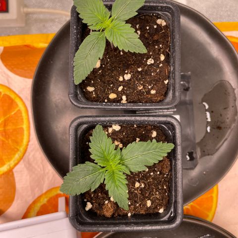 Gorilla Cookies Auto growlog timeline photo