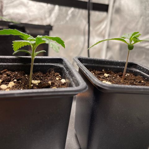 Gorilla Cookies Auto growlog timeline photo