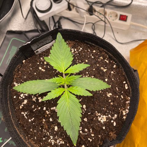 Bella growlog timeline photo