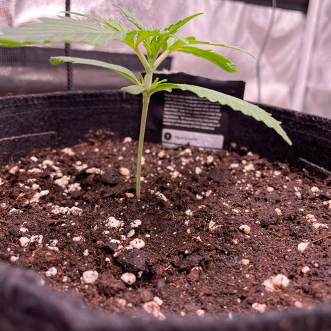 Bella growlog timeline photo