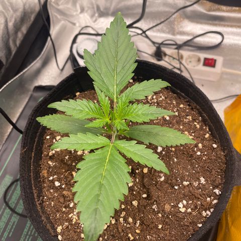 Bella growlog timeline photo