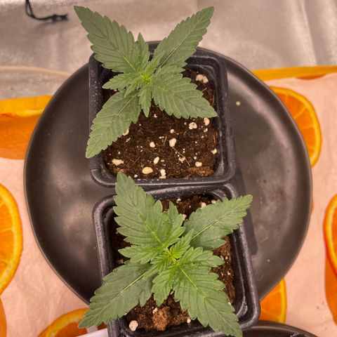 Gorilla Cookies Auto growlog timeline photo
