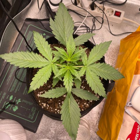 Bella growlog timeline photo