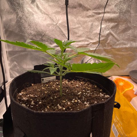 Bella growlog timeline photo