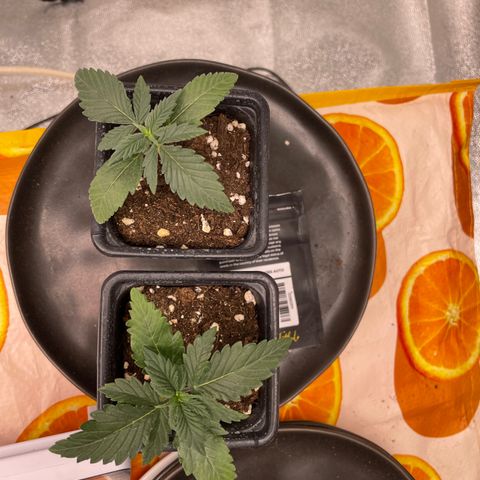 Gorilla Cookies Auto growlog timeline photo