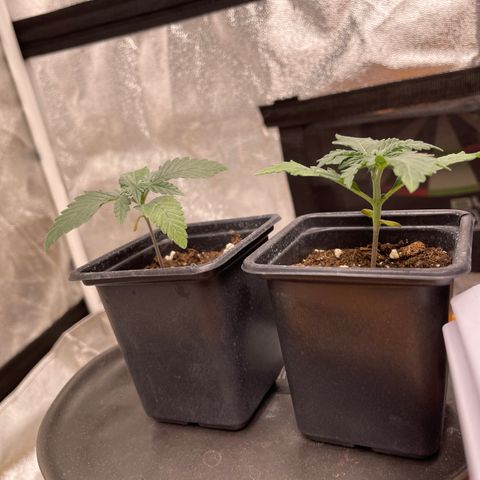 Gorilla Cookies Auto growlog timeline photo