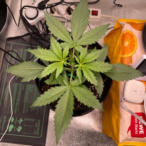 Bella growlog timeline photo