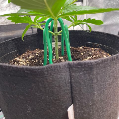 Bella growlog timeline photo
