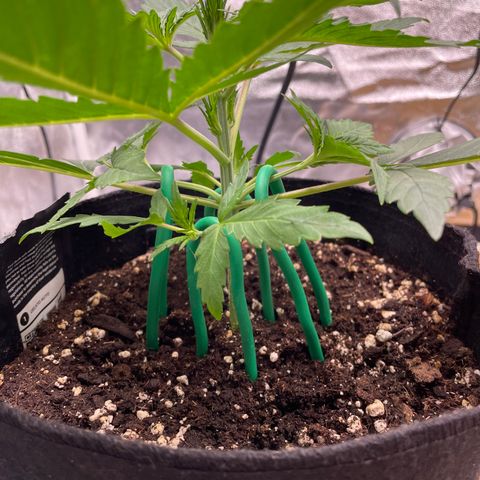 Bella growlog timeline photo