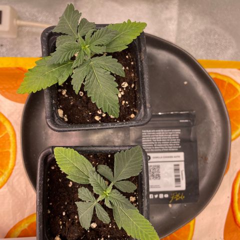 Gorilla Cookies Auto growlog timeline photo