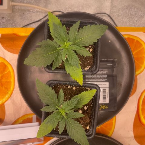 Gorilla Cookies Auto growlog timeline photo