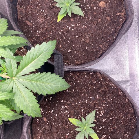 Gorilla Cookies Auto growlog timeline photo