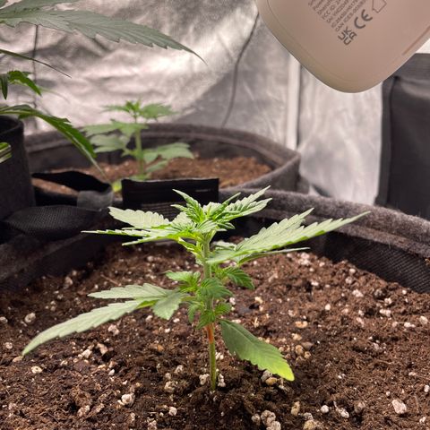 Gorilla Cookies Auto growlog timeline photo