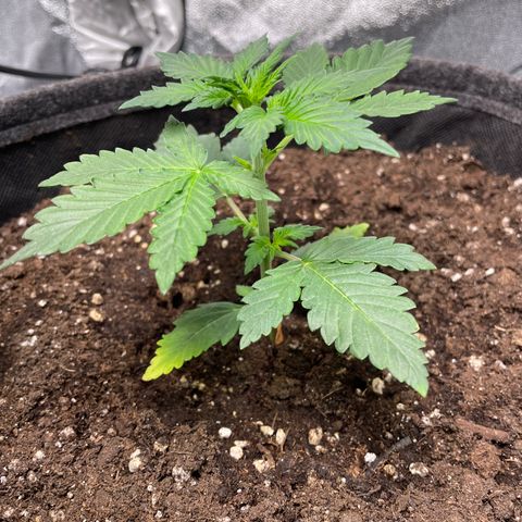 Gorilla Cookies Auto growlog timeline photo