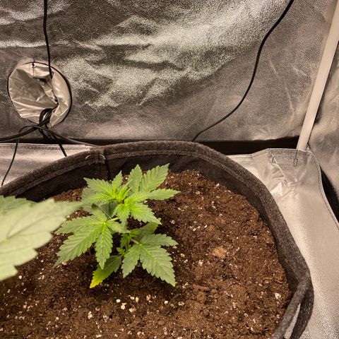 Gorilla Cookies Auto growlog timeline photo