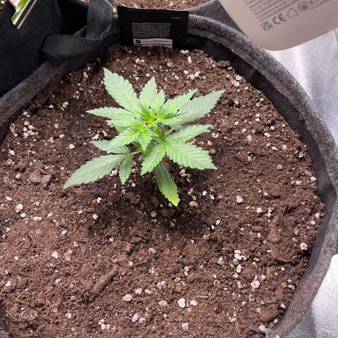 Gorilla Cookies Auto growlog timeline photo