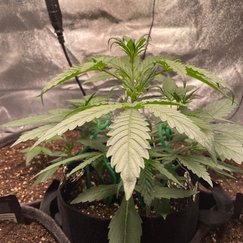 Bella growlog timeline photo