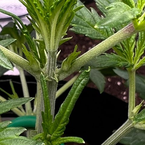 Bella growlog timeline photo