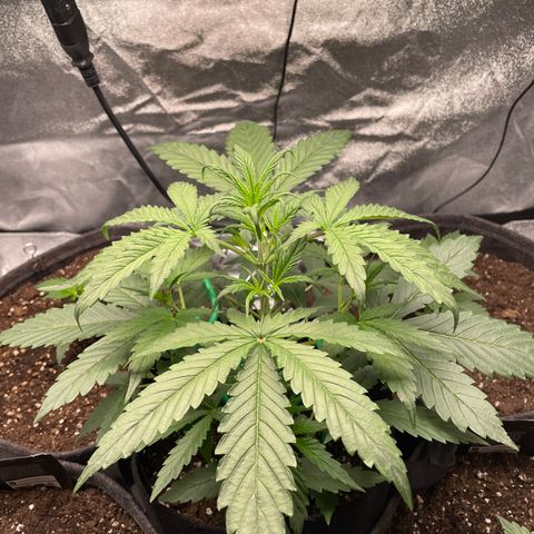 Bella growlog timeline photo